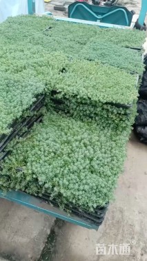 高度1厘米中华景天