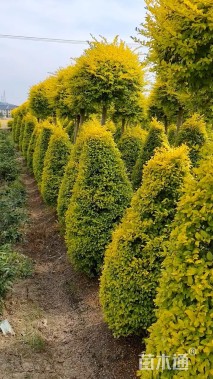 4公分造型亮晶女贞