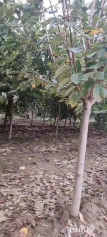 5公分染井吉野樱