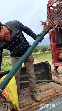 高度220厘米三季红红枫