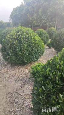 冠幅220厘米大叶黄杨球