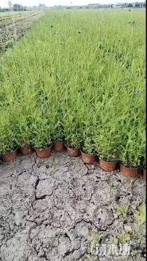 高度50厘米马鞭草