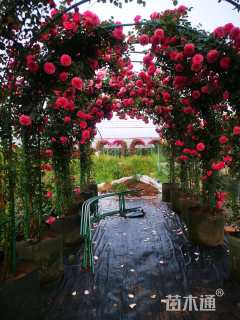 高度20厘米月季小苗