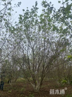 高度750厘米丛生元宝枫