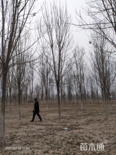 13公分白蜡