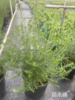 高度35厘米澳洲米花