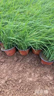 高度10厘米狼尾草