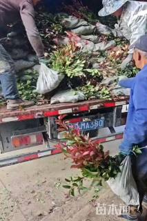 高度60厘米红叶石楠小苗