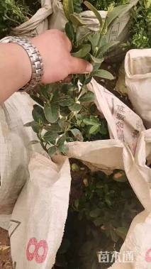 高度50厘米大叶黄杨