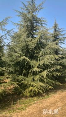 高度120厘米大叶黄杨