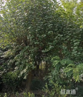 高度200厘米丁香