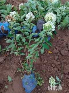 高度40厘米木绣球