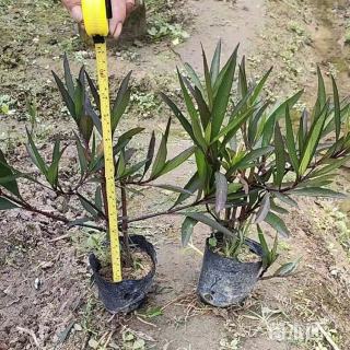 高度30厘米蓝花莉