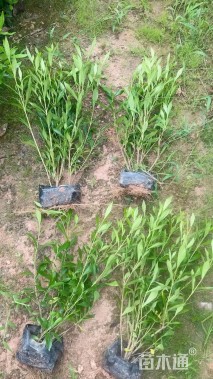 高度25厘米小叶栀子小苗