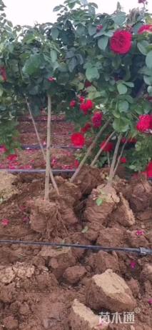 1.5公分小青杆月季