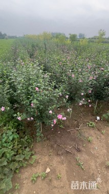 高度1.2厘米木槿