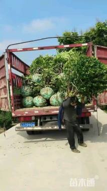 冠幅150厘米无刺枸骨球