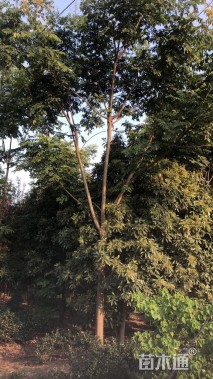 17公分黄山栾树