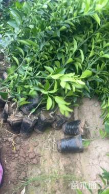 高度40厘米春见柑桔