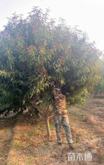 12公分红叶碧桃