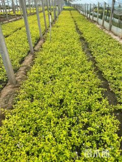 高度40厘米大花六道木