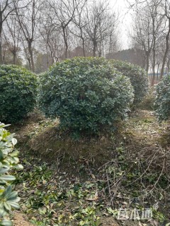 冠幅120厘米海桐球