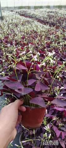 高度10厘米红花酢浆草