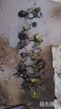 高度15厘米睡莲