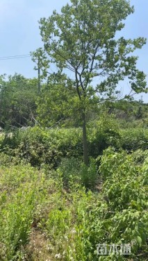 高度120厘米乌桕小苗