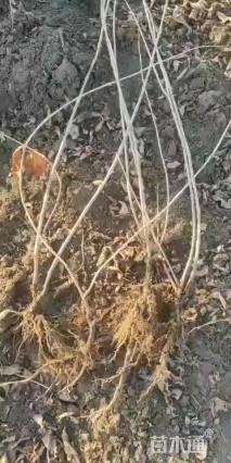 高度50厘米红王子锦带