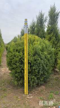 冠幅100厘米桧柏球