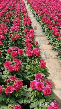 高度30厘米大丽花