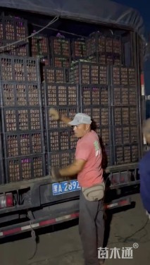 高度50厘米狼尾草