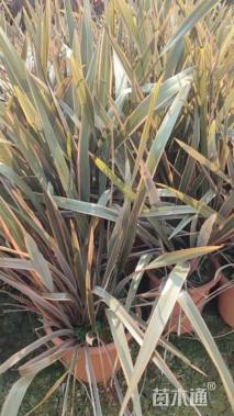 高度60厘米新西兰亚麻