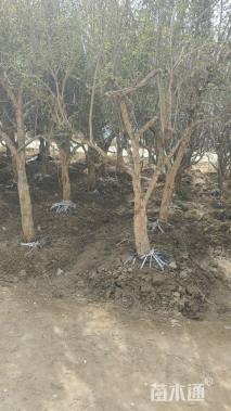 高度180厘米石榴