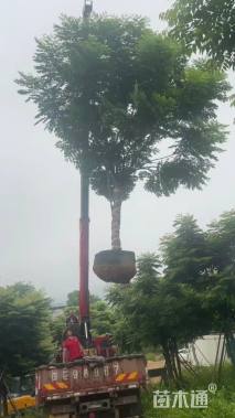 15公分台湾栾树