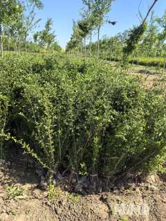 高度150厘米红王子锦带