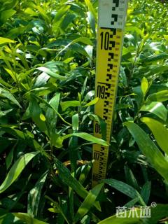 0.4公分大叶相思