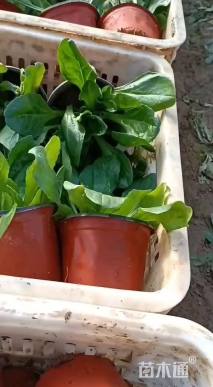 高度30厘米雏菊