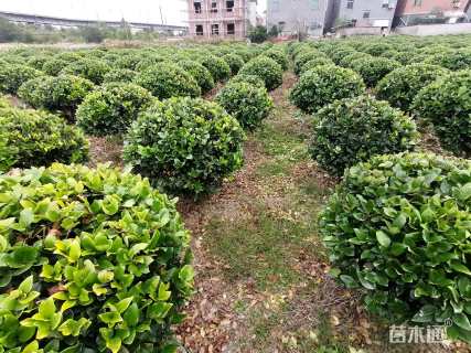 冠幅150厘米金森女贞球