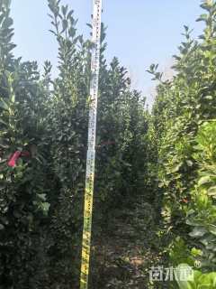 高度40厘米大叶黄杨柱