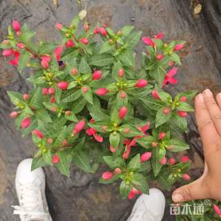 高度40厘米倒挂金钟