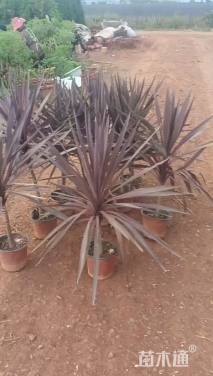 高度60厘米澳洲朱蕉