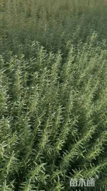 高度30厘米迷迭香