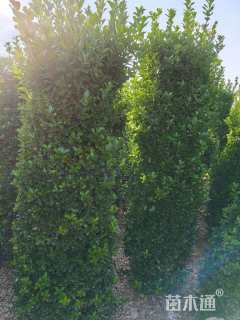 高度320厘米大叶黄杨柱
