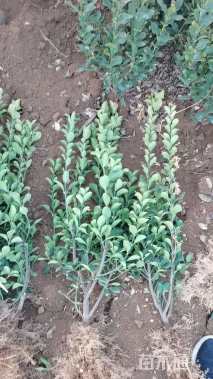 高度40厘米大叶黄杨