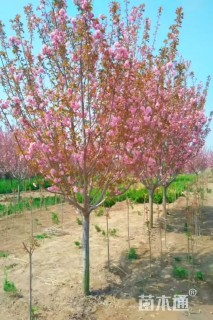高度500厘米关山樱