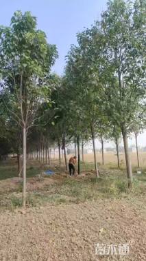 10公分楸树