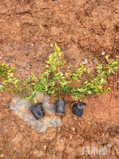 高度25厘米大花六道木