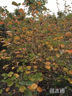 高度200厘米海滨木槿